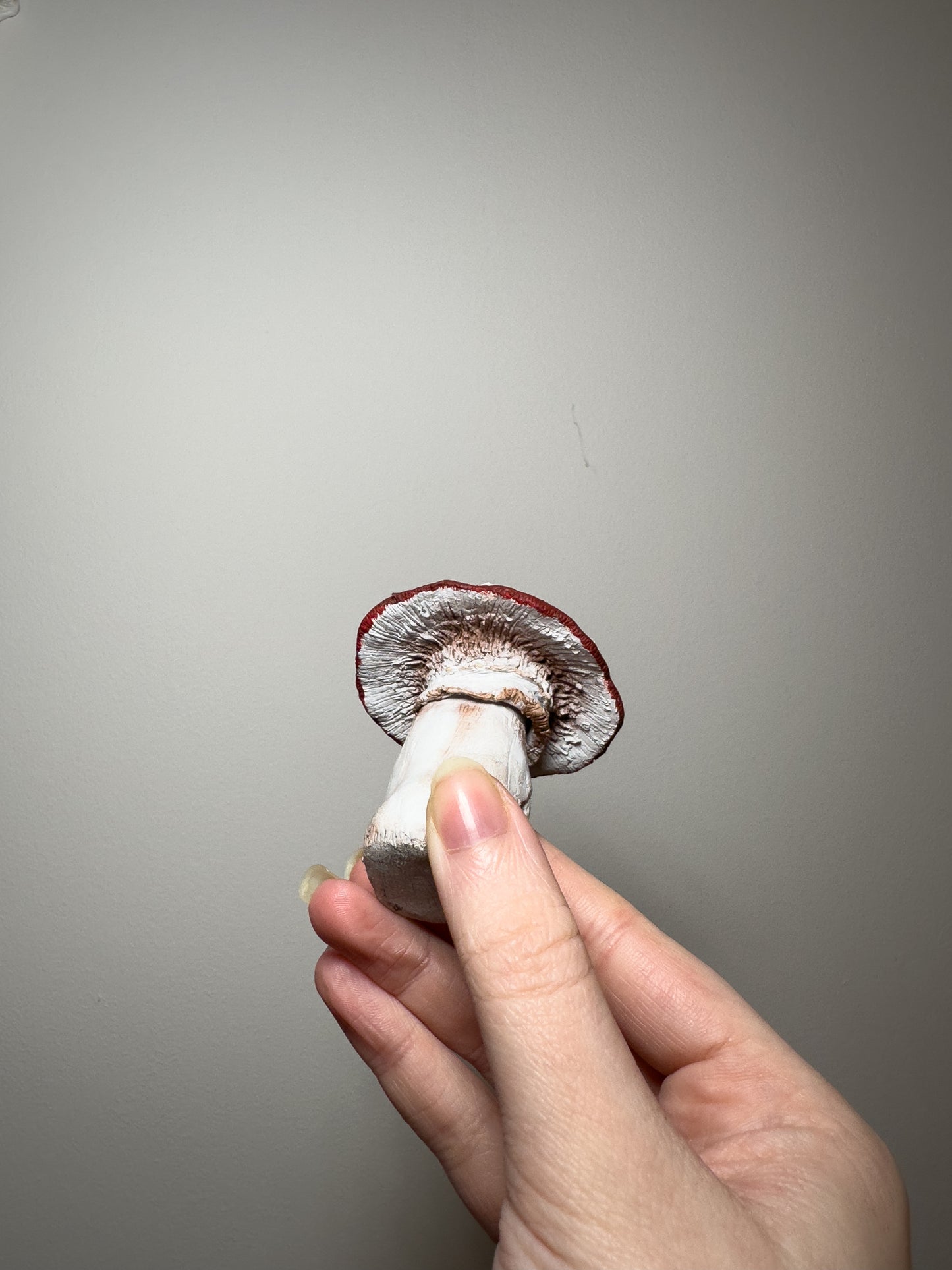 Tattletale Toadstools